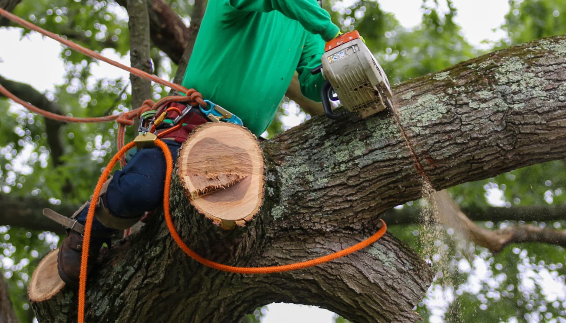Relax with Plano best tree removal.
