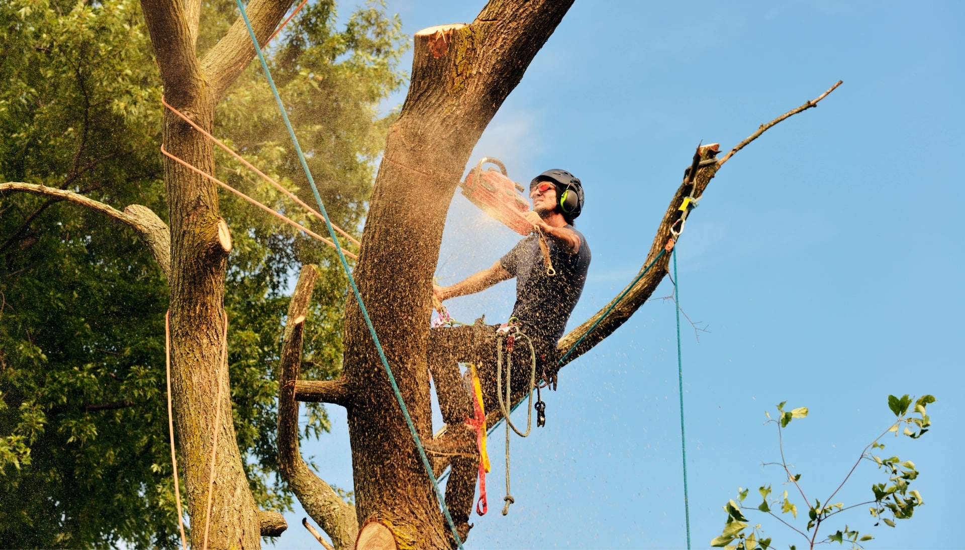 Plano tree removal experts solve tree issues.