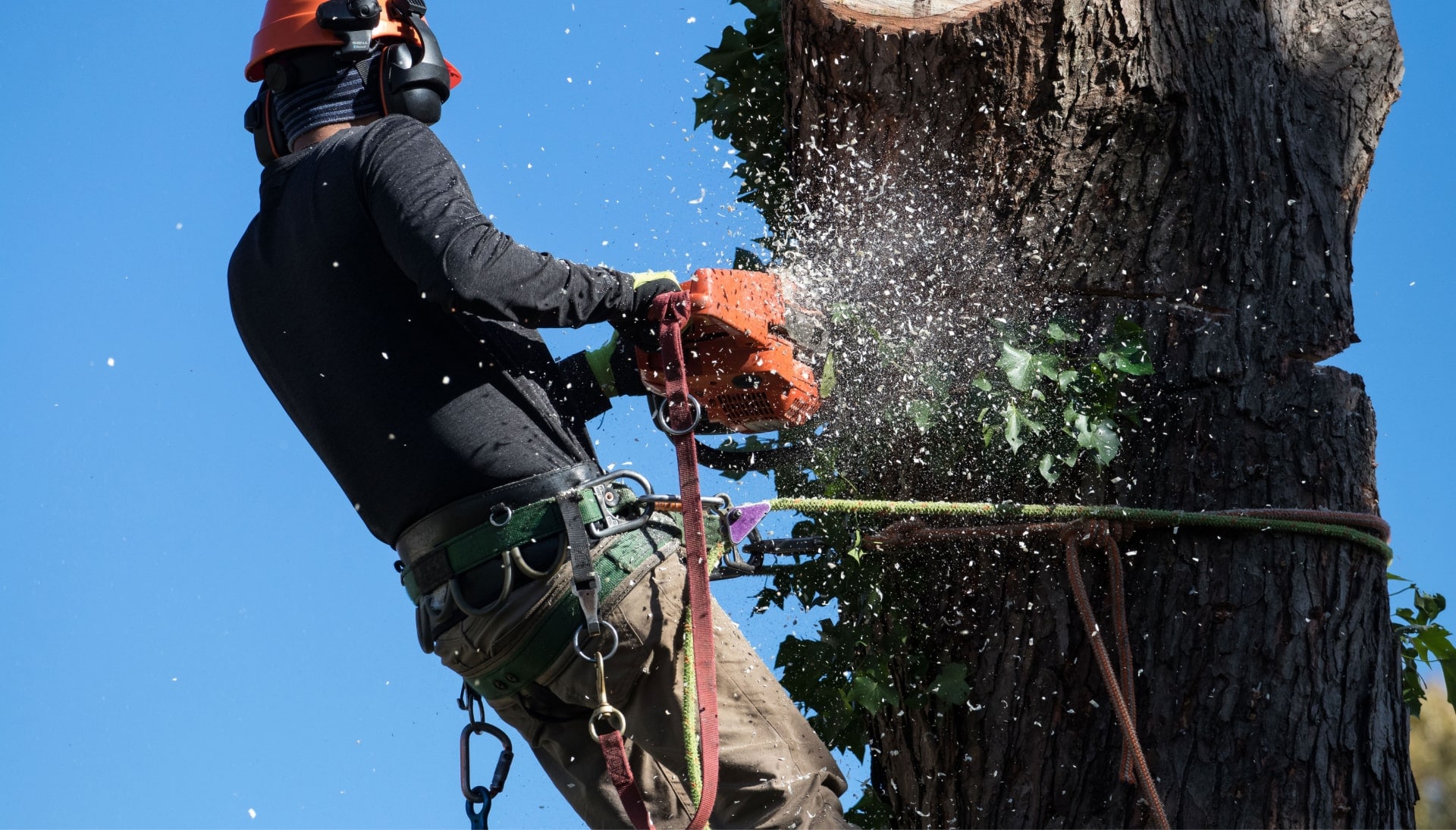 Professional Tree removal solutions in Plano